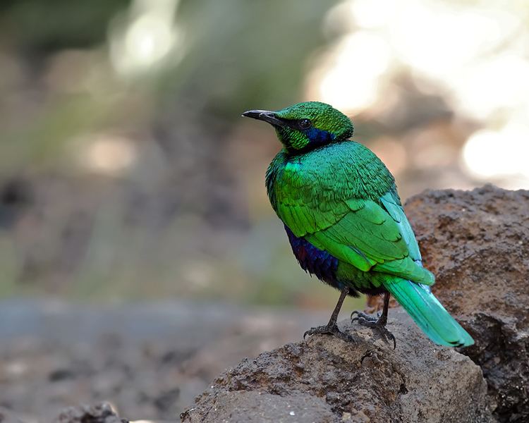 Emerald starling Emerald Starling Birds of a Feather Pinterest Posts The iris