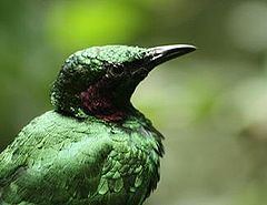 Emerald starling httpsuploadwikimediaorgwikipediacommonsthu