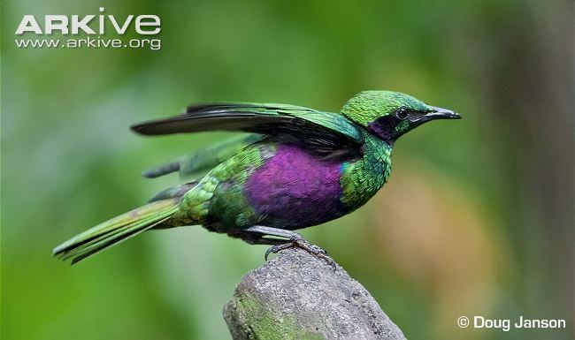 Emerald starling Emerald starling videos photos and facts Coccycolius iris ARKive