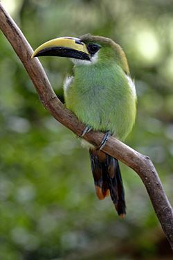 Emerald toucanet httpsuploadwikimediaorgwikipediacommonsthu