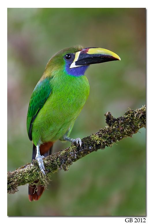 Emerald toucanet EMERALD TOUCANET