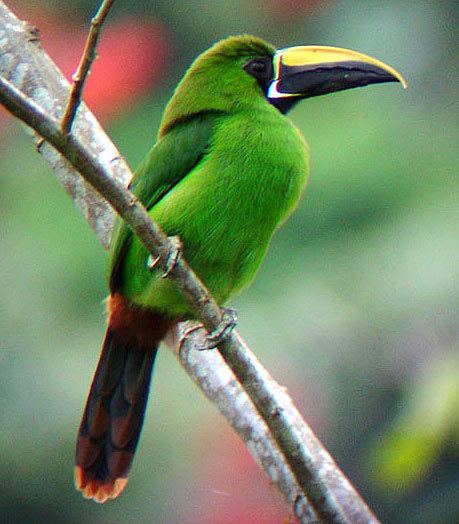 Emerald toucanet Emerald Toucanet Pretty Green and Shy Animal Pictures and Facts