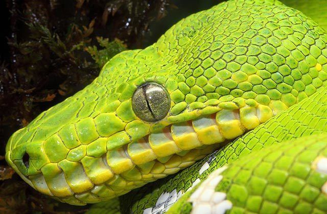 Emerald tree boa National Aquarium Emerald Tree Boa