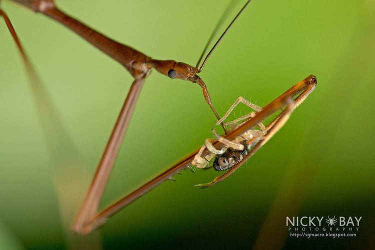 Emesinae ThreadLegged Assassin Bug Emesinae DSC2592 Captured