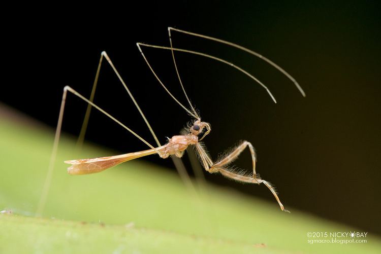 Emesinae Threadlegged assassin bug Emesinae DSC2331 Nicky Bay Flickr