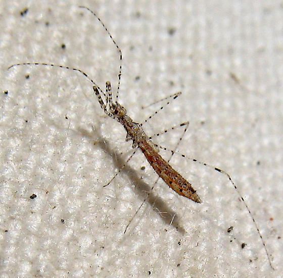 Emesinae Emesinae nymph Empicoris BugGuideNet