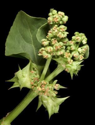 Emex australis Factsheet Emex australis