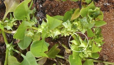 Emex australis Factsheet Emex australis