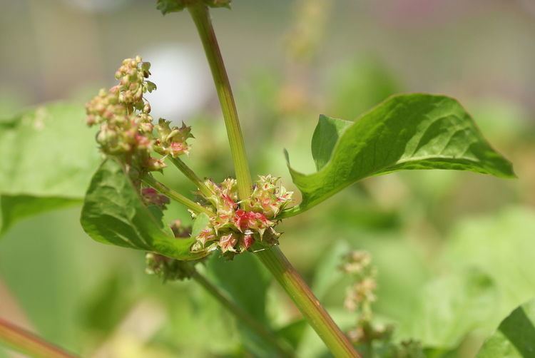 Emex spinosa Emex spinosa Wikipdia a enciclopdia livre