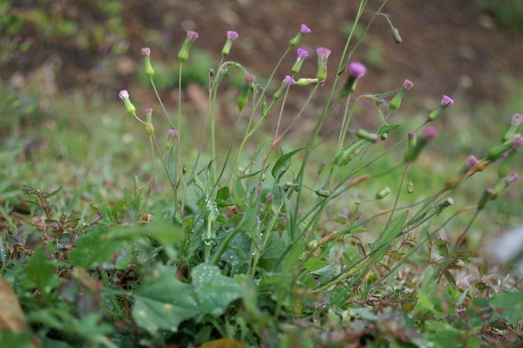 Emilia sonchifolia FileEmilia sonchifolia plant7 14043751642jpg Wikimedia Commons