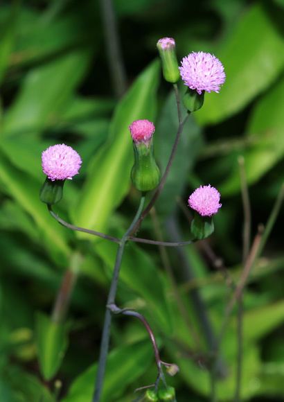 Emilia sonchifolia Emilia sonchifolia Lilac Tasselflower Cupid39s Shaving Brush