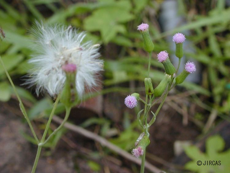 Emilia sonchifolia JIRCAS Emilia sonchifolia Local Vegetables of Thailand Color