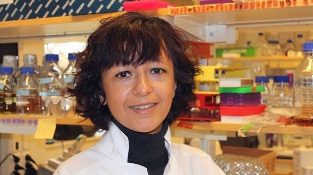 Emmanuelle Charpentier Molecular knifequot sharpened at Ume uni Radio Sweden