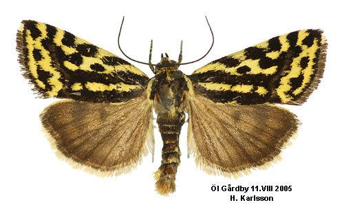 Emmelia trabealis Acontia trabealis Insecta Lepidoptera Noctuidae