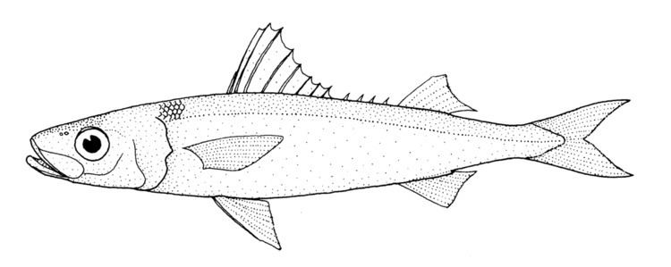 Emmelichthys nitidus nitidus