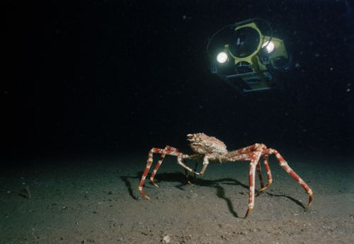 Emory Kristof Exploring the Deep Ocean Emory Kristofs Pioneering Photography