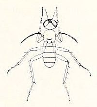 Emperoptera mirabilis httpsuploadwikimediaorgwikipediacommonsbb