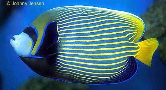 Emperor angelfish Emperor Angelfish Pomacanthus imperator Tim39s Tropical Fish and