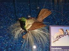 Emperor bird-of-paradise Emperor birdofparadise Wikipedia