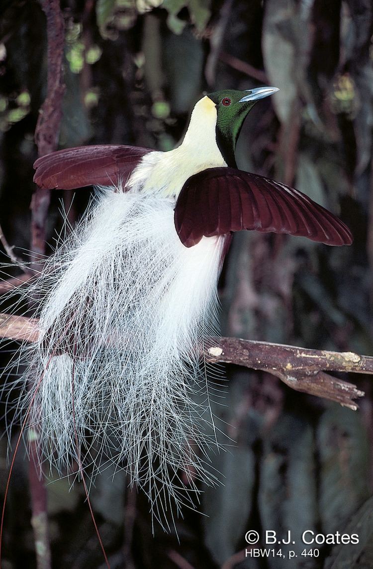 Emperor bird-of-paradise 1000 images about bird of paradise on Pinterest Feathers and Emperor