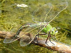 Emperor (dragonfly) httpsuploadwikimediaorgwikipediacommonsthu