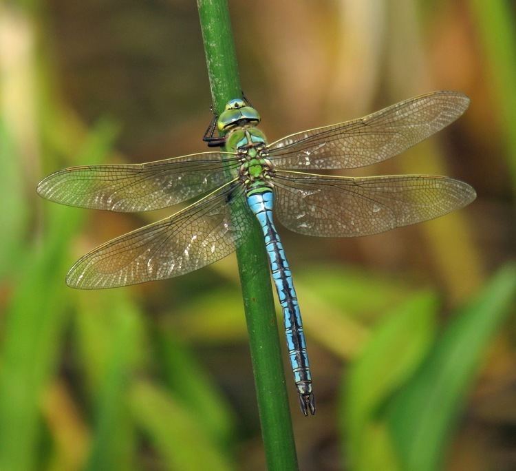 Emperor (dragonfly) Hedgeland Tales Emperor dragonfly