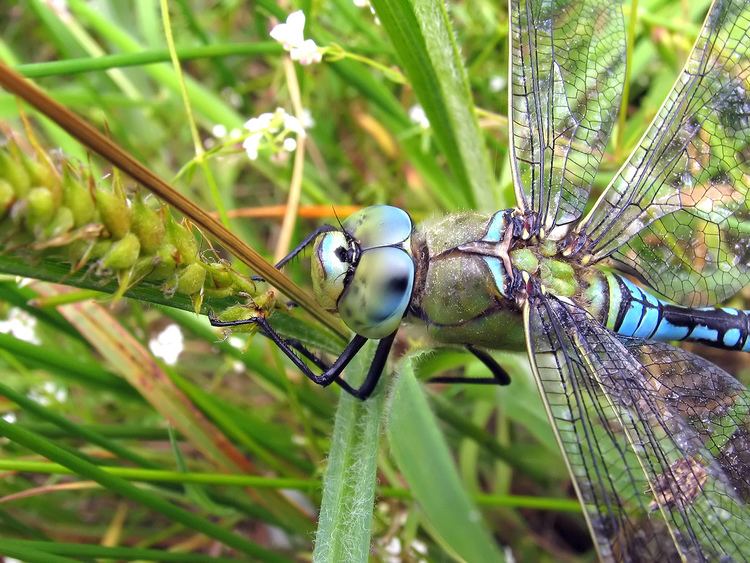 Emperor (dragonfly) Emperor Dragonfly britishdragonfliesorguk