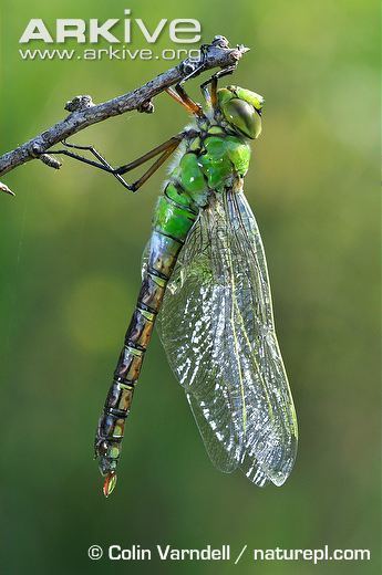 Emperor (dragonfly) Emperor dragonfly photo Anax imperator A24165 ARKive