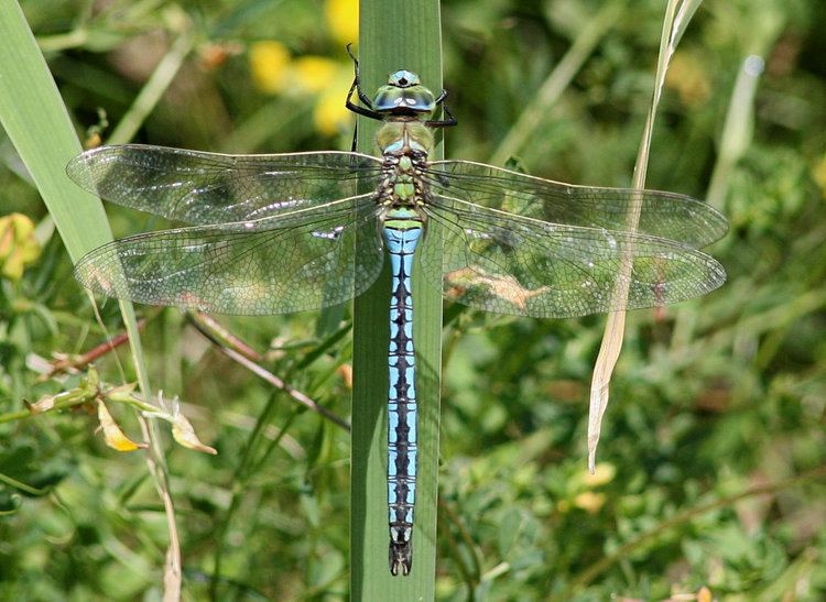 Emperor (dragonfly) emperormgalleryjpg