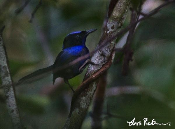 Emperor fairywren Emperor Fairywren West Papua New Guinea Bird images from