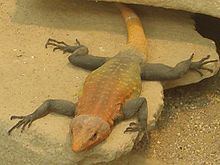 Emperor flat lizard httpsuploadwikimediaorgwikipediacommonsthu