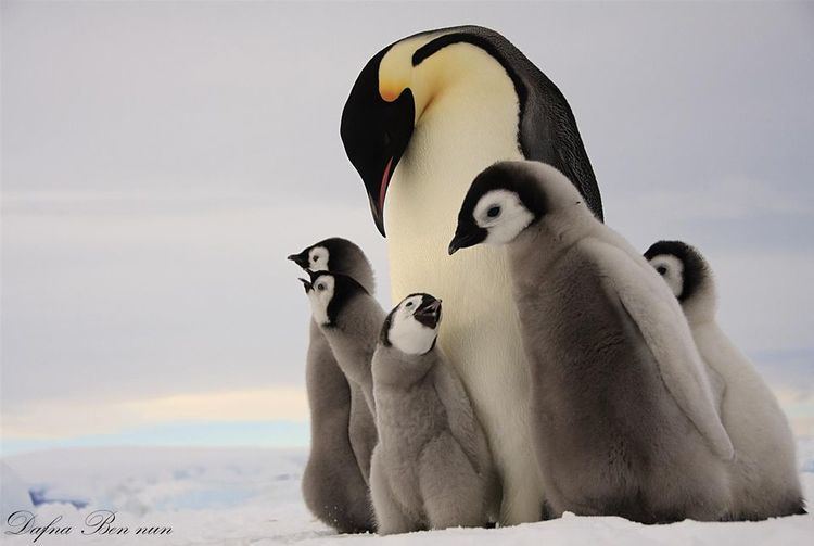Emperor penguin Emperor Penguins Emperor Penguin Pictures Emperor Penguin Facts