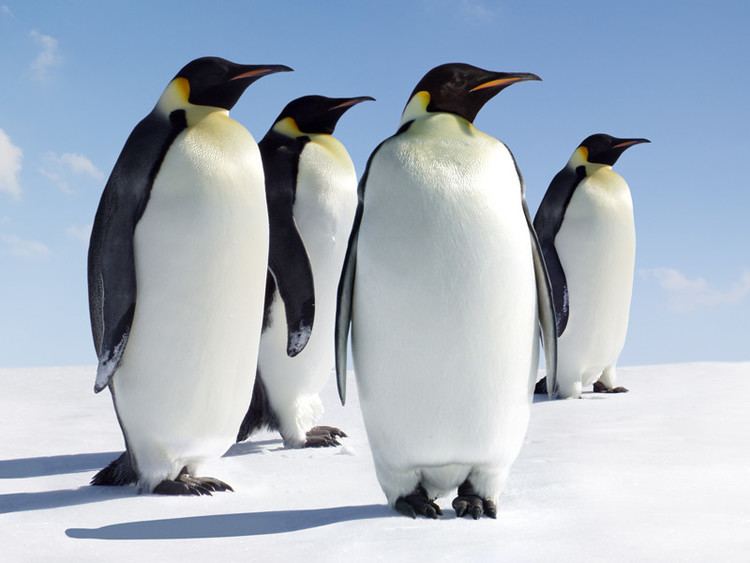 Emperor penguin Emperor Penguin Penguin Facts and Information
