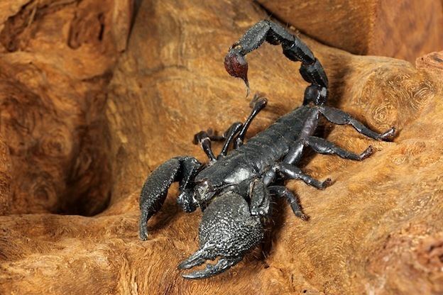 Emperor scorpion Emperor Scorpion Scorpion Facts and Information