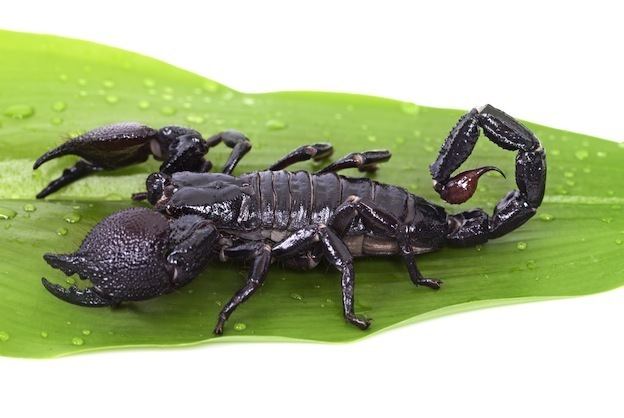 Emperor scorpion Emperor Scorpion Scorpion Facts and Information