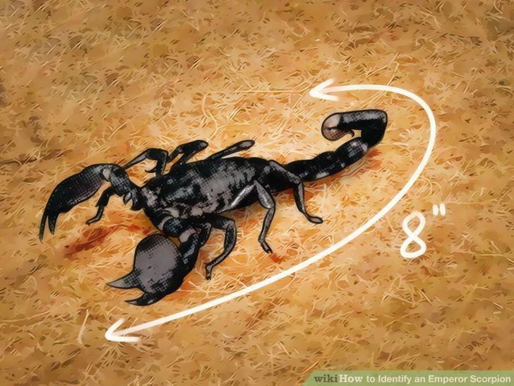 Emperor scorpion 3 Ways to Identify an Emperor Scorpion wikiHow