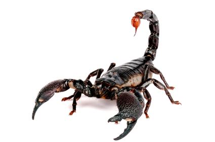 Emperor scorpion Emperor Scorpion for Sale Reptiles for Sale