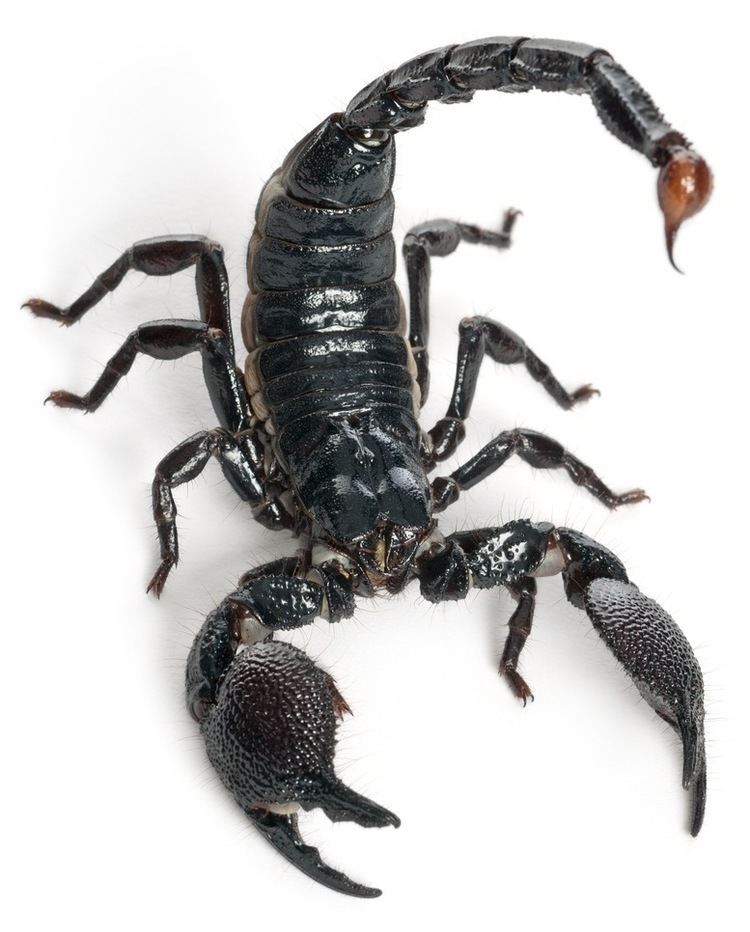 Emperor scorpion Emperors rule keeping scorpions