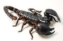 Emperor scorpion httpsuploadwikimediaorgwikipediacommonsthu