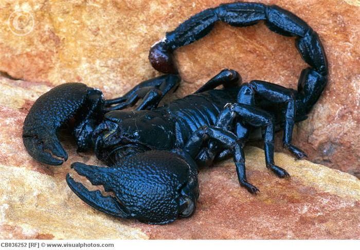 Emperor scorpion emperor scorpion blackemperorscorpioncb036252jpg Scorpio