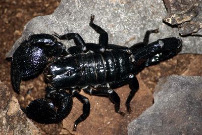 Emperor scorpion Black Emperor Scorpion Care Sheet Facts and Information