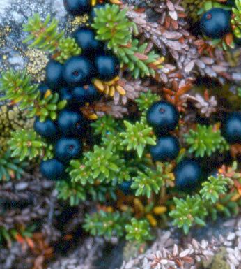 Empetrum Empetrum hermaphroditum Black crowberry Empetrum nigrum subsp