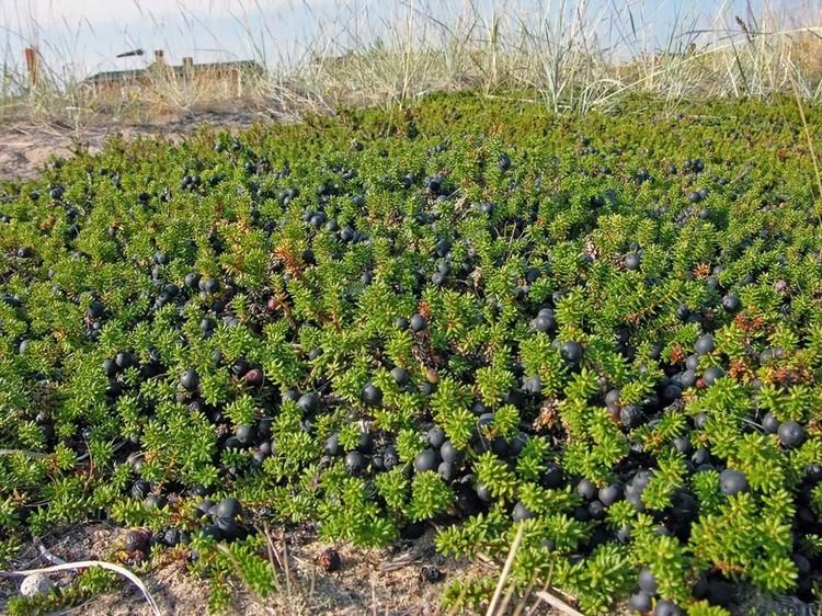 Empetrum nigrum Crowberry Empetrum nigrum Flowers NatureGate