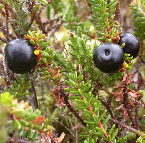 Empetrum nigrum Empetrum nigrum