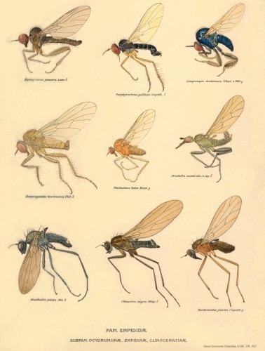 Empididae DipteraEmpididae