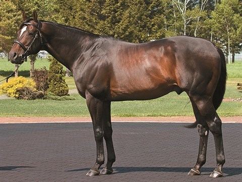 Empire Maker Empire Maker Stallion Register Online