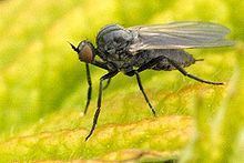 Empis caudatula httpsuploadwikimediaorgwikipediacommonsthu