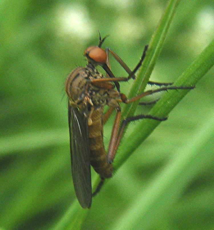 Empis livida Empis livida Empis livida NatureSpot