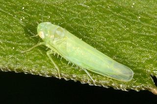 Empoasca Empoasca fabae Potato leafhopper Discover Life