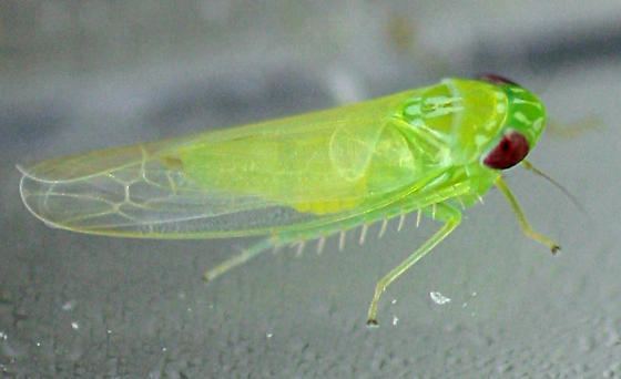 Empoasca fabae Potato Leafhopper Empoasca fabae BugGuideNet